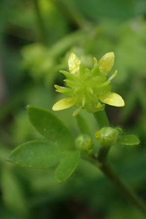 Ranunculus chius \ Chios-Hahnenfu� / Eastern Buttercup, Kos Salt-Lake Alikes 9.4.2026