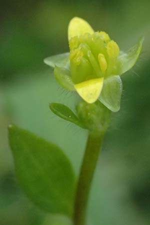 Ranunculus chius \ Chios-Hahnenfu� / Eastern Buttercup, Kos Salt-Lake Alikes 9.4.2026