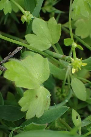 Ranunculus chius \ Chios-Hahnenfu� / Eastern Buttercup, Kos Salt-Lake Alikes 9.4.2026