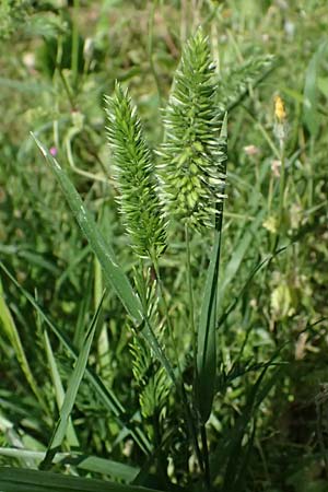 Rostraria cristata \ Echtes B�schelgras / Mediterranean Hair Grass, Kos  11.4.2026