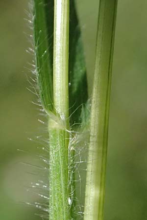 Rostraria cristata \ Echtes B�schelgras / Mediterranean Hair Grass, Kos  11.4.2026