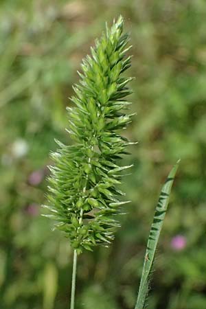 Rostraria cristata \ Echtes B�schelgras / Mediterranean Hair Grass, Kos  11.4.2026
