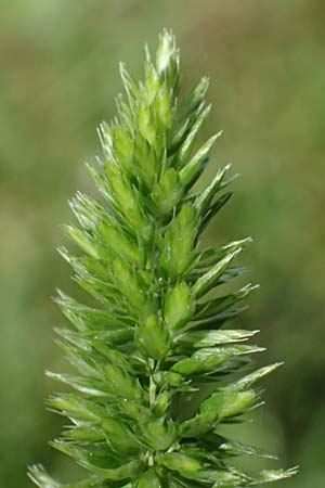Rostraria cristata \ Echtes B�schelgras / Mediterranean Hair Grass, Kos  11.4.2026