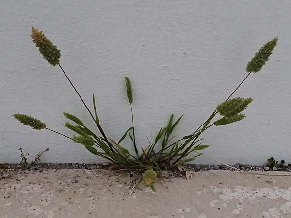 Rostraria cristata \ Echtes B�schelgras / Mediterranean Hair Grass, Kos Dikeos 14.4.2026
