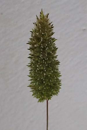 Rostraria cristata \ Echtes B�schelgras / Mediterranean Hair Grass, Kos Dikeos 14.4.2026
