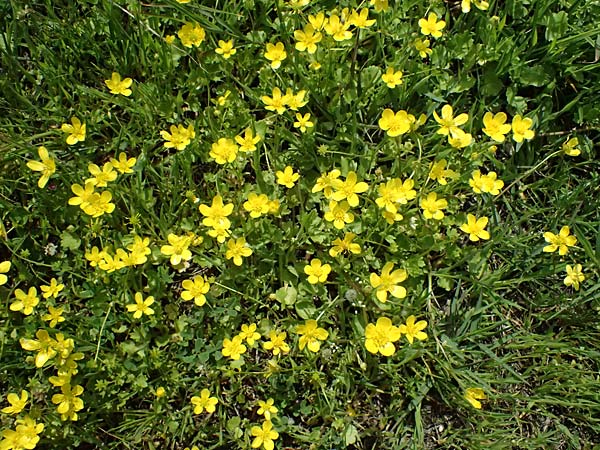 Ranunculus muricatus \ Stachelfr�chtiger Hahnenfu� / Rough-Fruited Buttercup, Kos Salt-Lake Alikes 9.4.2026