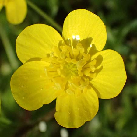Ranunculus muricatus \ Stachelfr�chtiger Hahnenfu� / Rough-Fruited Buttercup, Kos Salt-Lake Alikes 9.4.2026