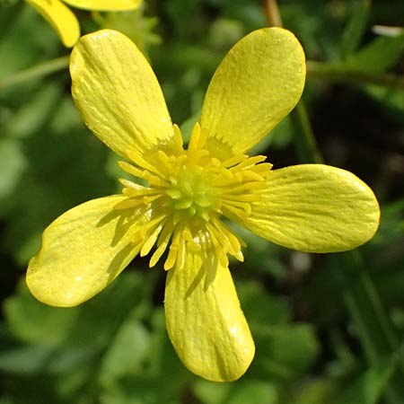 Ranunculus muricatus \ Stachelfr�chtiger Hahnenfu� / Rough-Fruited Buttercup, Kos Salt-Lake Alikes 9.4.2026