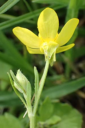 Ranunculus muricatus \ Stachelfr�chtiger Hahnenfu� / Rough-Fruited Buttercup, Kos Salt-Lake Alikes 9.4.2026