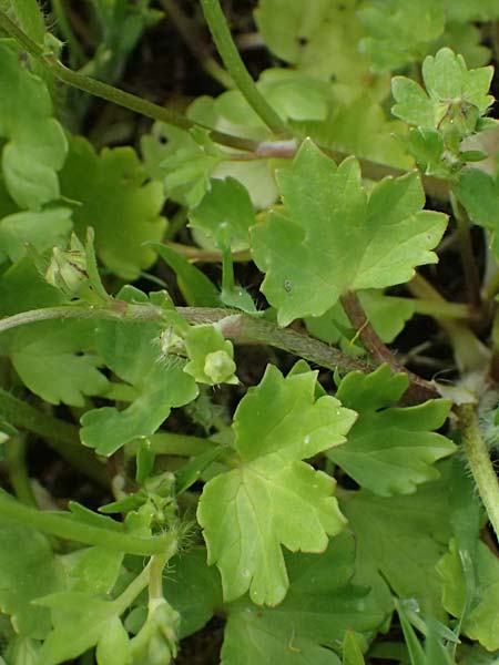 Ranunculus muricatus \ Stachelfr�chtiger Hahnenfu� / Rough-Fruited Buttercup, Kos Salt-Lake Alikes 9.4.2026