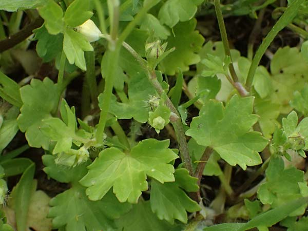 Ranunculus muricatus \ Stachelfr�chtiger Hahnenfu� / Rough-Fruited Buttercup, Kos Salt-Lake Alikes 9.4.2026