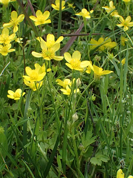 Ranunculus muricatus \ Stachelfr�chtiger Hahnenfu� / Rough-Fruited Buttercup, Kos Salt-Lake Alikes 9.4.2026