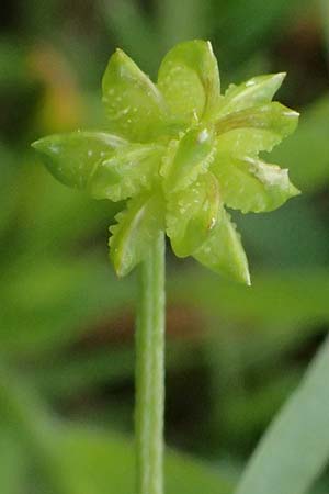 Ranunculus muricatus \ Stachelfr�chtiger Hahnenfu� / Rough-Fruited Buttercup, Kos Salt-Lake Alikes 9.4.2026