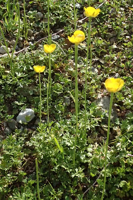 Ranunculus paludosus \ Kerbel-Hahnenfu�, T�mpel-Hahnenfu� / Fan-Leaved Buttercup, Jersey Buttercup, Kos Asomatos 13.4.2026