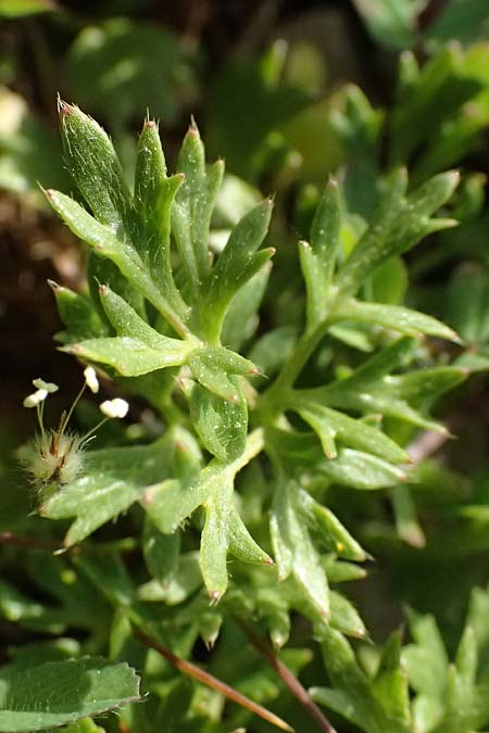 Ranunculus paludosus \ Kerbel-Hahnenfu�, T�mpel-Hahnenfu� / Fan-Leaved Buttercup, Jersey Buttercup, Kos Asomatos 13.4.2026