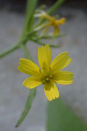 Rhagadiolus stellatus \ Sternfr�chtiger Sichelsalat, Stern-Lattich / Star Hawkbit, Kos Asklepion 13.4.2026