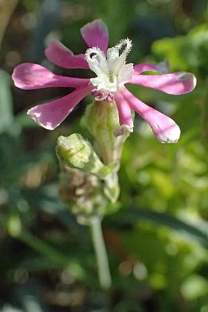 Silene colorata \ Farbiges Leimkraut / Mediterranean Catchfly, Kos Kephalos 8.4.2026