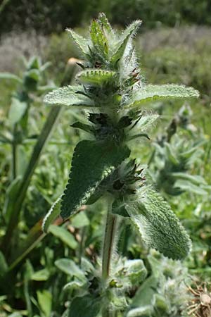 Stachys cretica \ Kretischer Ziest / Mediterranean Woundwort, Kos Agios Nektarios 10.4.2026
