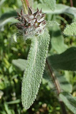 Stachys cretica \ Kretischer Ziest / Mediterranean Woundwort, Kos Agios Nektarios 10.4.2026
