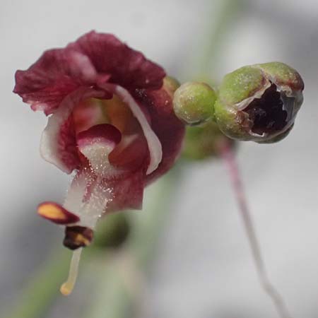 Scrophularia heterophylla \ Verschiedenbl&auml;ttrige Braunwurz / Cut-Leaved Figwort, Kos Pyli 12.4.2026