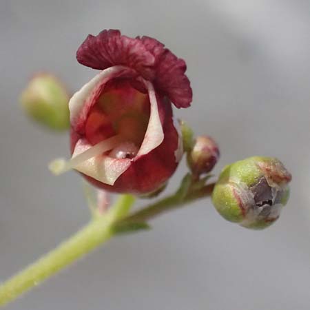 Scrophularia heterophylla \ Verschiedenbl&auml;ttrige Braunwurz / Cut-Leaved Figwort, Kos Pyli 12.4.2026