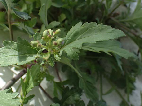 Scrophularia heterophylla \ Verschiedenbl&auml;ttrige Braunwurz / Cut-Leaved Figwort, Kos Pyli 12.4.2026