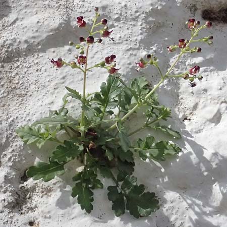 Scrophularia heterophylla \ Verschiedenbl&auml;ttrige Braunwurz / Cut-Leaved Figwort, Kos Pyli 12.4.2026