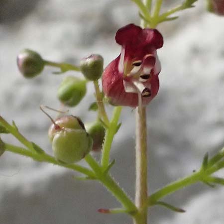 Scrophularia heterophylla \ Verschiedenbl&auml;ttrige Braunwurz / Cut-Leaved Figwort, Kos Pyli 12.4.2026