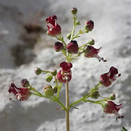 Scrophularia heterophylla \ Verschiedenbl&auml;ttrige Braunwurz / Cut-Leaved Figwort, Kos Pyli 12.4.2026