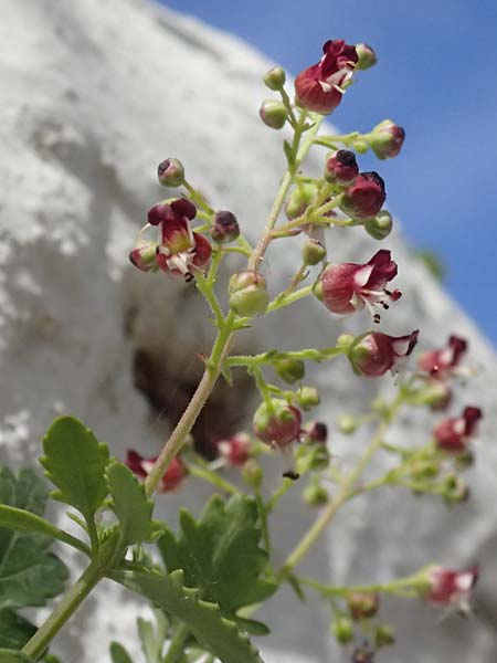 Scrophularia heterophylla \ Verschiedenbl&auml;ttrige Braunwurz / Cut-Leaved Figwort, Kos Pyli 12.4.2026