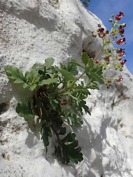 Scrophularia heterophylla \ Verschiedenbl&auml;ttrige Braunwurz / Cut-Leaved Figwort, Kos Pyli 12.4.2026
