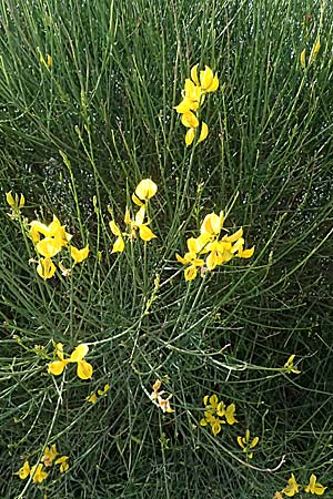 Spartium junceum \ Pfriemen-Ginster / Spanish Broom, Kos Zipari 9.4.2026