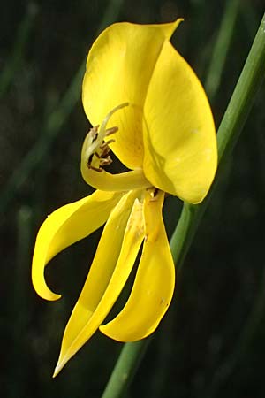 Spartium junceum \ Pfriemen-Ginster / Spanish Broom, Kos Zipari 9.4.2026