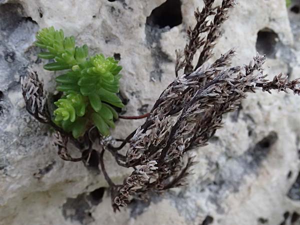 Sedum litoreum \ Strand-Mauerpfeffer / Coastal Stonecrop, Kos  11.4.2026