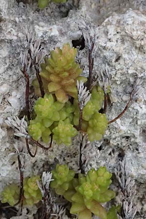 Sedum litoreum \ Strand-Mauerpfeffer / Coastal Stonecrop, Kos  11.4.2026