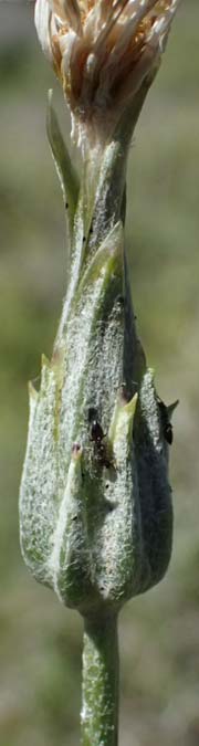 Scorzonera mollis \ Weiche Schwarzwurzel / Soft Viper's Grass, Kos Agios Nektarios 10.4.2026