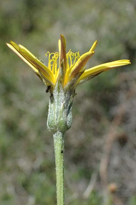 Scorzonera mollis \ Weiche Schwarzwurzel / Soft Viper's Grass, Kos Agios Nektarios 10.4.2026