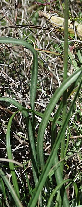 Scorzonera mollis \ Weiche Schwarzwurzel / Soft Viper's Grass, Kos Agios Nektarios 10.4.2026
