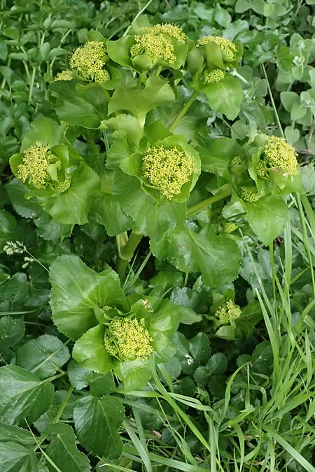 Smyrnium rotundifolium \ Rundbl&auml;ttrige Gelbdolde / Round-Leaved Alexanders, Kos Dikeos 14.4.2026
