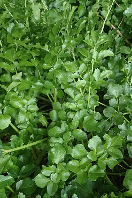 Smyrnium rotundifolium \ Rundbl&auml;ttrige Gelbdolde / Round-Leaved Alexanders, Kos Dikeos 14.4.2026