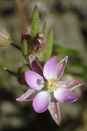 Spergularia marina \ Salz-Schuppenmiere / Lesser Sea Spurrey, Kos Salt-Lake Alikes 9.4.2026