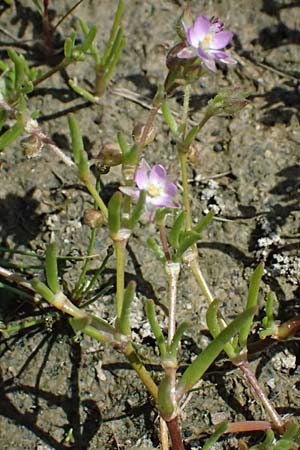Spergularia marina \ Salz-Schuppenmiere / Lesser Sea Spurrey, Kos Salt-Lake Alikes 9.4.2026