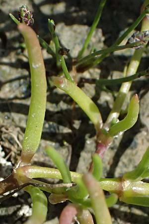 Spergularia marina \ Salz-Schuppenmiere / Lesser Sea Spurrey, Kos Salt-Lake Alikes 9.4.2026