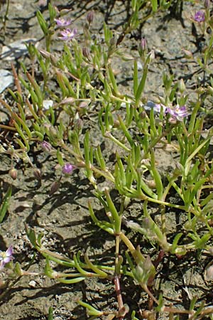 Spergularia marina \ Salz-Schuppenmiere / Lesser Sea Spurrey, Kos Salt-Lake Alikes 9.4.2026