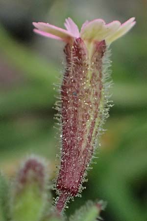 Silene sedoides \ Mauerpfeffer-Leimkraut / Hairy Catchfly, Kos Embros Therme 15.4.2026