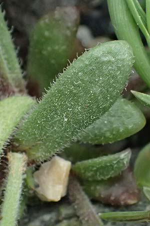 Silene sedoides \ Mauerpfeffer-Leimkraut / Hairy Catchfly, Kos Embros Therme 15.4.2026