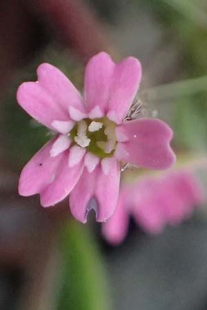 Silene sedoides \ Mauerpfeffer-Leimkraut / Hairy Catchfly, Kos Embros Therme 15.4.2026
