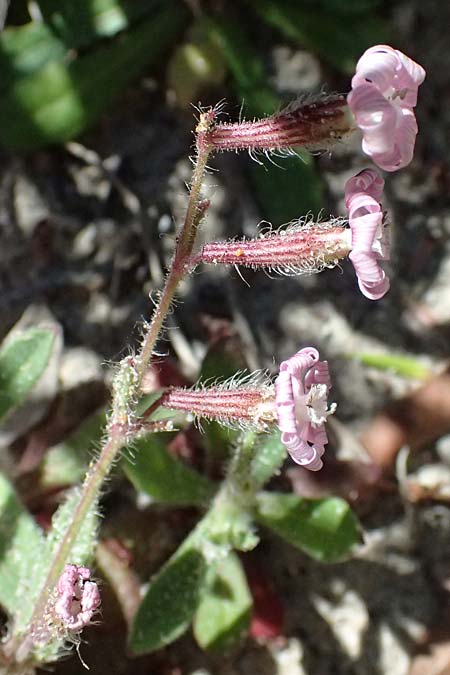 Silene discolor \ Zweifarbiges Leimkraut / Two-Colored Campion, Kos Paradise Beach 12.4.2026