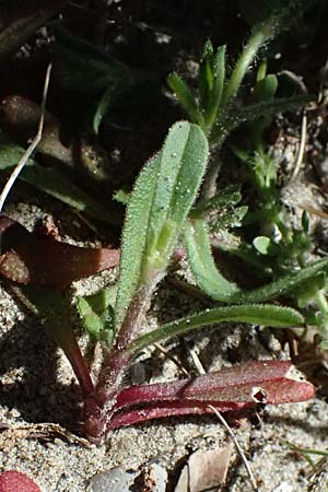 Silene discolor \ Zweifarbiges Leimkraut / Two-Colored Campion, Kos Paradise Beach 12.4.2026