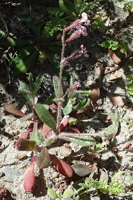 Silene discolor \ Zweifarbiges Leimkraut / Two-Colored Campion, Kos Paradise Beach 12.4.2026